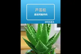 芦荟胶制作过程 #芦荟 #芦荟胶 @DOU+小助手视频封面