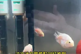 如何让迷你鹦鹉鱼顺利凑成一对啊？？#水族 #观赏鱼视频封面