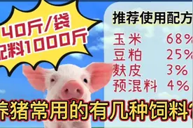 猪场常用哪几种饲料？养猪用什么饲料信价比高#养猪技术 #养猪视频封面