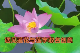 遇见莲花与莲字取名创意设计#张述任 #起名 #宝宝起名视频封面