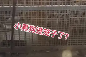 前几期视频发出后，各位热爱小黑狗的朋友都希望让小黑狗进笼子里和老虎面谈次，今天拿了只🦃️进去模拟下小黑狗，看看效果！#狗狗 #恶霸犬 #宠物 #老虎 #豹猫视频封面