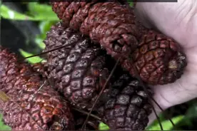 为什么公园捡的松塔里没有松子？#植物 #松子 #松塔 