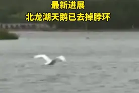5月25日下午，河南郑州，#北龙湖天鹅 已去掉脖环和脚环，天鹅用最美舞姿回馈大家。视频封面