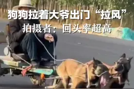 狗狗拉着大爷出门“拉风”，拍摄者：回头率超高视频封面
