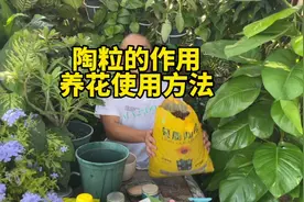 陶粒的作用，陶粒养花的正确使用方法，可以花盆垫底，拌土