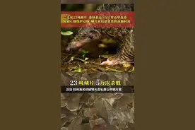 杭州海关侦破特大走私穿山甲鳞片案，查证鳞片23吨#广西 #广东视频封面