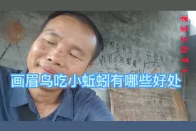 画眉鸟吃小蚯蚓有哪些好处？#画眉鸟 #鸟类 #画眉鸟食物视频封面