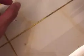 捡了只小蟑螂，赶紧拿来喂猪笼草#猪笼草#蟑螂视频封面