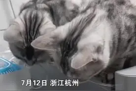 仓鼠隔笼对猫咪吐舌头跳舞“挑衅”网友：杰瑞对着汤姆疯狂略略略视频封面