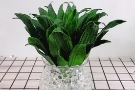 #爱生活爱养花 比绿萝还要好养的植物来啦，太阳神它非常的耐阴，特别适合新手小白@抖音短视频视频封面