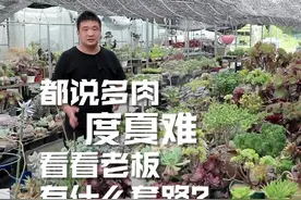 都说多肉度夏难，看看多肉老板有什么秘诀。视频封面