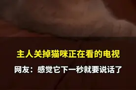当主人关掉猫咪正在看的电视，网友：感觉下一秒它就要说话了#萌宠成精了 
