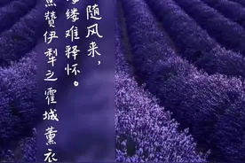 紫情淡淡随风来，香飘缕缕难释怀《点赞伊犁之霍城薰衣草花海》#新疆美好推荐官 #在这遇见紫色花海 #点赞伊犁视频封面