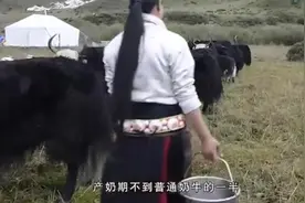 牦牛奶和牛奶的区别? 差别1.免疫球蛋白差别 :视频封面