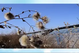 疫情无法阻挡，七里河区魏岭乡大棚茁壮成长的草莓#万物生长 #农业种植 #甘肃加油 #兰州加油 #草莓 #七里河 视频封面