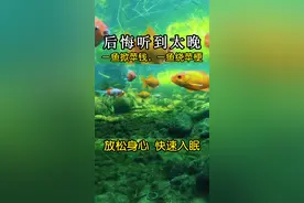 水底的真实声音，金鱼好运来。#好运来 #金鱼 