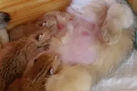 日常猫妈喂奶😂#金渐层 #小奶猫视频封面