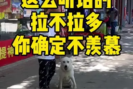 #拉布拉多 奶片同学以前主人都不敢出门溜，通过上学之后，可以陪主人一起去买菜了#萌宠出道计划 #宠物视频封面
