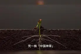 屠呦呦的名字和她的发现就像命中注定一样。