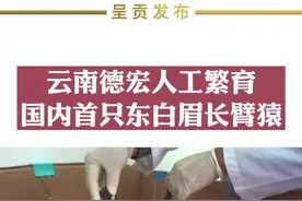 云南德宏，人工繁育出国内首只东白眉长臂猿。#长臂猿 #野生动物保护 #人工繁育动物 视频封面