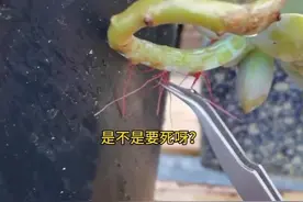 多肉杆子上长气根怎么回事？看这里#多肉植物#多肉植物养护 #上热门 #南方多肉植物园 #教你养多肉视频封面