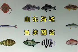 整理了很久的山东海域鱼类图鉴，常见的是这73种海鱼视频封面