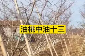 第三十集|中油十三#油桃#中油十三#桃树修剪！