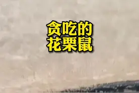 小松鼠嘴里一共塞了多少颗？#万物皆有灵性 #花栗鼠 #人与动物和谐共处 #治愈