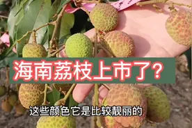 海南早批荔枝上市了!#荔枝 #冠菌素视频封面