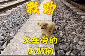 火车旁出现流浪小奶狗，它怎么会来到这里的呢？快走好危险！视频封面