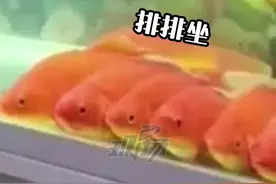 #成群鱼儿沉迷看电视 金鱼也爱看电视？主人：电视一关就散开了视频封面