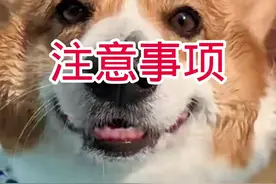 夏天不要给狗狗剃毛，容易晒伤不说，还容易皮肤病。#狗狗 #金毛 #泰迪 视频封面