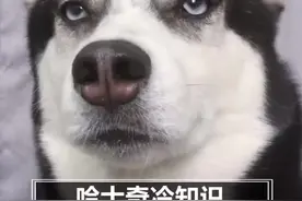 #哈士奇 #宠物 #狗  你真的了解哈士奇吗视频封面