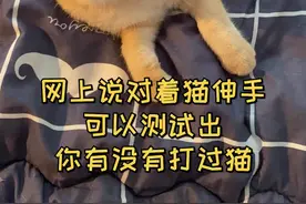 这个测试竟然能测试出我有没有打过猫？！#猫 #萌宠 #对猫出拳 #猫咪的日常 #治愈