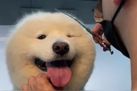 又发现一个省钱小妙招😌#宠物造型 #萨摩耶视频封面