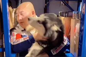 藏獒刚开口就被二哈狠狠的扇了个嘴巴子😂今天二哈先下手了视频封面