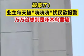 破案！业主每天被咣咣咣扰民欲报警，万万没想到是啄木鸟凿墙视频封面