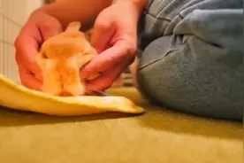 世界上最小的宠物兔，荷兰侏儒兔超聪明#神奇动物在抖音视频封面