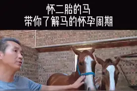 怀二胎的母马，带你了解马的怀孕周期。#马场日常 #马 #种公马 #野骑 #赛马 #纯血马 #骑马 