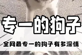 喜欢吃饼两年半的狗，专一的让人肃然起敬！#狗狗 #一定要看到最后 #宠物 #专一 #搞笑视频封面