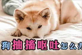 狗狗抽搐呕吐怎么办视频封面
