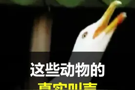 这些动物真实的叫声，总是超出你的想象#科普  视频封面