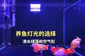 养金鱼有人喜欢清水绿藻养鱼，有人喜欢空气缸养鱼