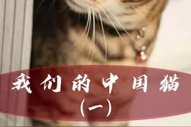 我们的中国猫能够有多好看，你见过吗？#中国猫 #狸花猫 #品种猫介绍 @佳乐滋萌宠指南 