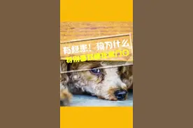 狗狗为什么喜欢睡在房门口？有害吗？#科学养宠攻略 #萌宠好物视频封面