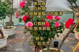 #创作灵感 如果我们想要月季长势好，就要做到未病先防，每隔15天喷施一次代森锰锌或者拿地稳都可以#月季 #树桩月季 #养花小知识 #别墅庭院植物 #抖音助农 #盆景视频封面