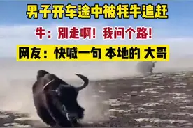 2月11日 青海，男子开车途中被牦牛追赶，牛：别走啊！我问个路！网友：快喊一句 本地的 大哥@DOU+小助手 #牦牛#危险操作请勿模仿 @青海青唐目标自驾旅行 感谢视频封面