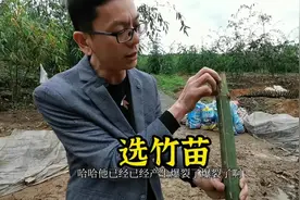 #螺蛳粉 竹苗决定竹笋，竹笋决定收成，收成决定收入，你讲4不4？视频封面