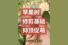 苹果树修剪基础-抑顶促萌视频封面