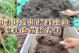 阳台种菜：根结线虫的防治方法，赶紧试试，减少损害#家庭种植视频封面